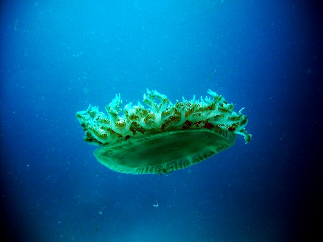 Deep Blue - Entdecke das Geheimnis der Ozeane - Filmfotos