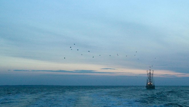 Der Seehund von Sanderoog - Filmfotos