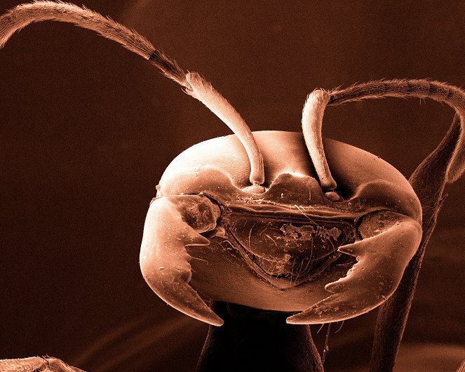 Natural World - Ameisen des Todes - Filmfotos