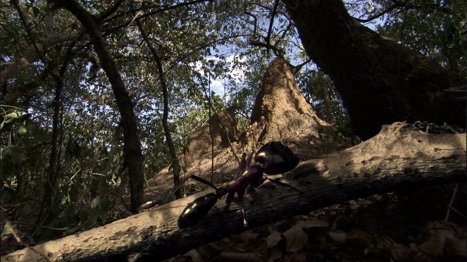 A természeti világ - Season 24 - Ant Attack - Filmfotók