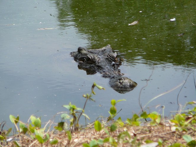 I, Crocodile - Z filmu