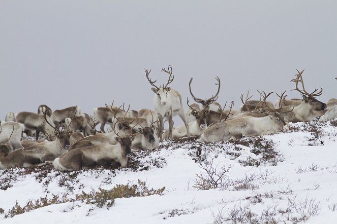 Unsere Wildnis - Filmfotos