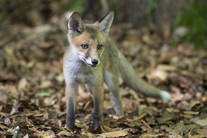 Unsere Wildnis - Filmfotos