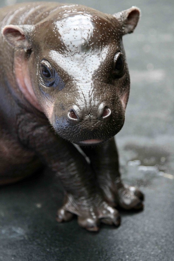 The Natural World - Season 33 - The Pygmy Hippo: A Very Secret Life - De la película