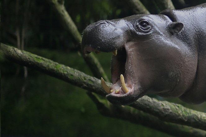 The Natural World - Season 33 - The Pygmy Hippo: A Very Secret Life - Film