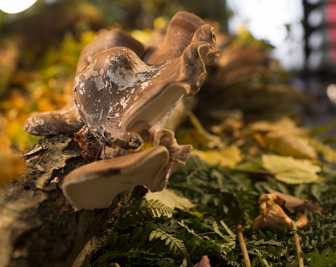 The Magic of Mushrooms - Van film