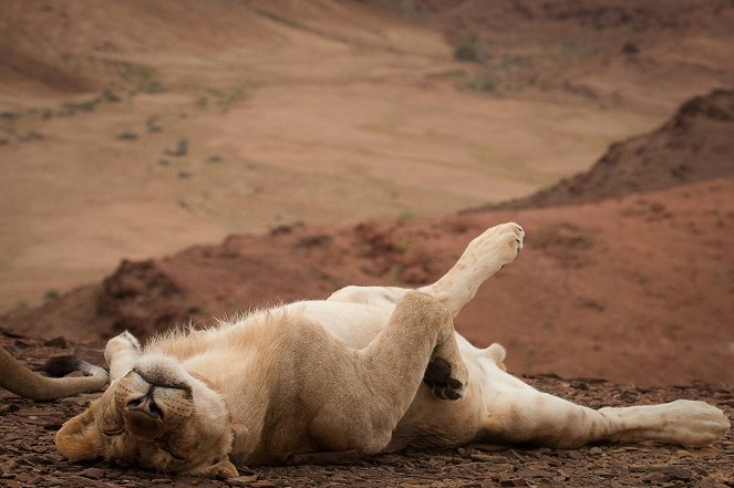 Wüstenkönige - Die Löwen der Namib - Filmfotos