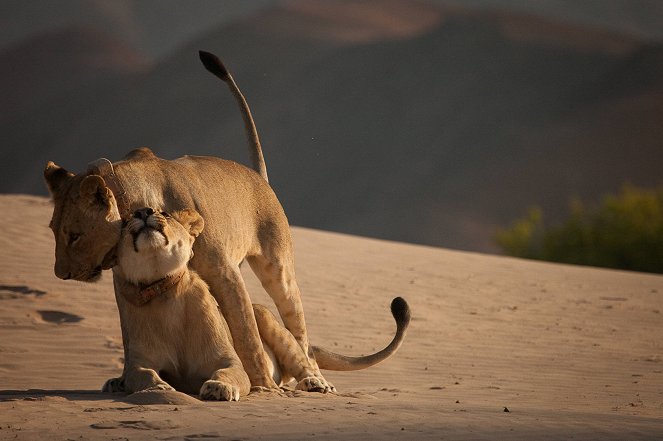 A Namib-sivatag oroszlánjai - Filmfotók