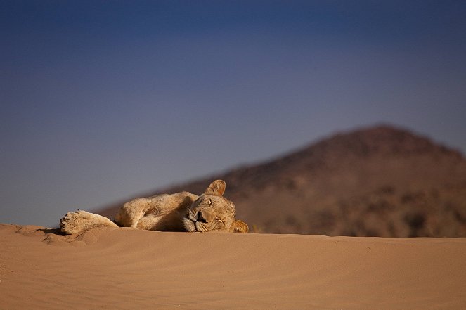 Universum: Wüstenkönige - Die Löwen der Namib - Z filmu