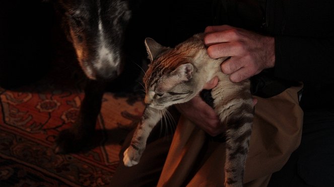 Treetop Cat Rescue - Filmfotók