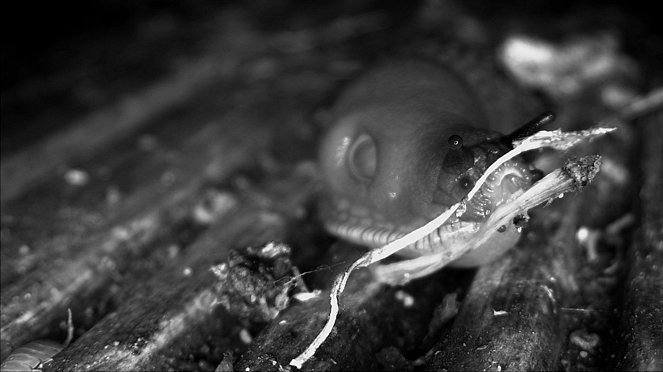 Úklidové komando: škůdci na mušce - Z filmu