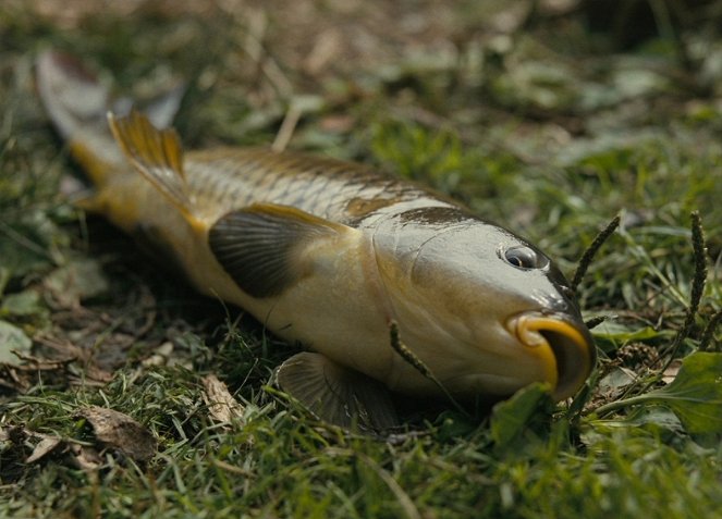 Fish Tank - Kuvat elokuvasta