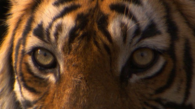 Tigris száműzetésben - Filmfotók