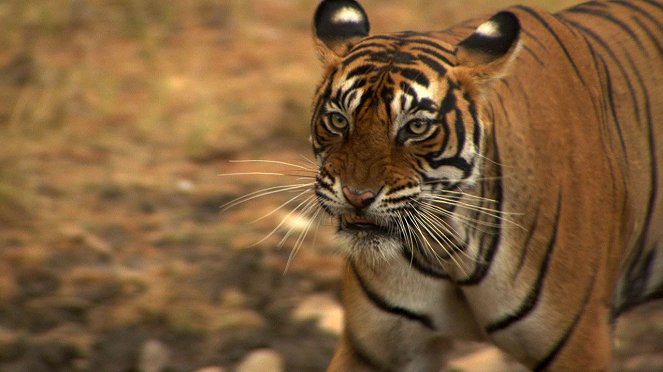 Tiger On The Run - Filmfotos