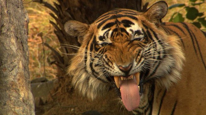 Tiger On The Run - Filmfotos