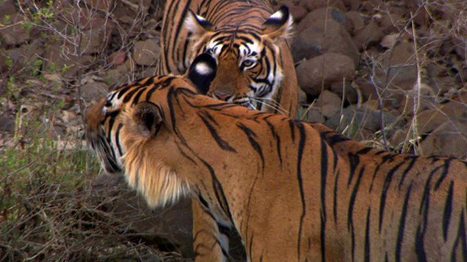 Tigris száműzetésben - Filmfotók