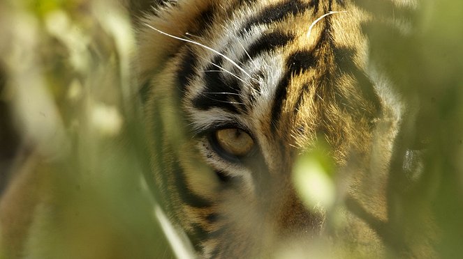 Tiger On The Run - Kuvat elokuvasta