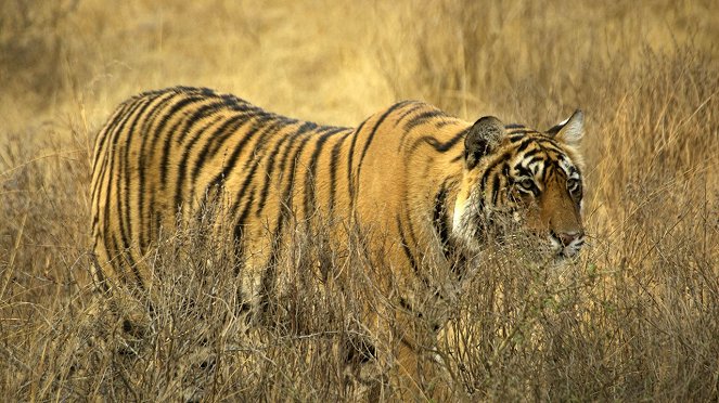 Tiger On The Run - De filmes