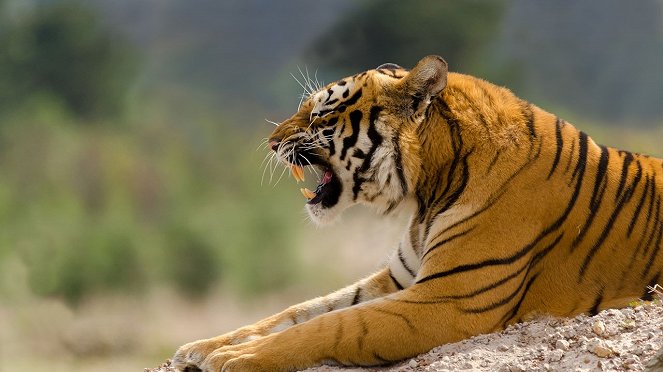 Tiger On The Run - Do filme
