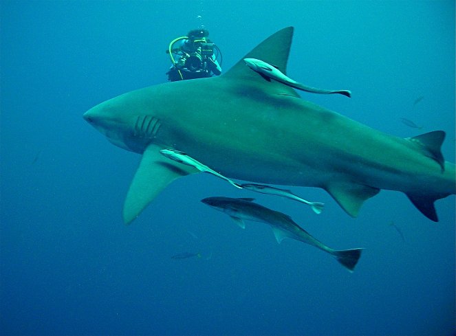 Sharks: The Real Threat - Photos