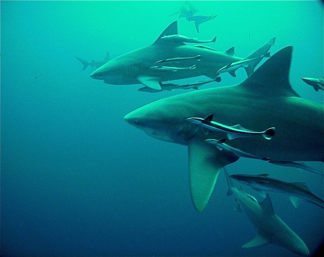 Žraloci: Skutečná hrozba - Z filmu
