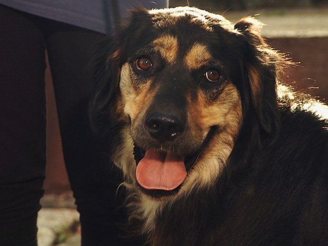 Cesar Millan: Auf den Hund gekommen - Filmfotos