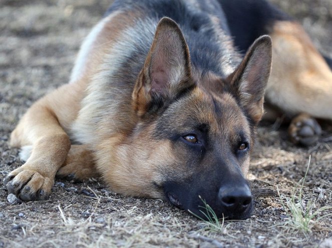 Cesar Millan's Leader of the Pack - Photos