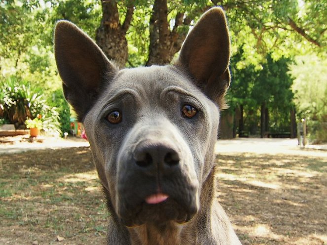 Cesar Millan's Leader of the Pack - De la película