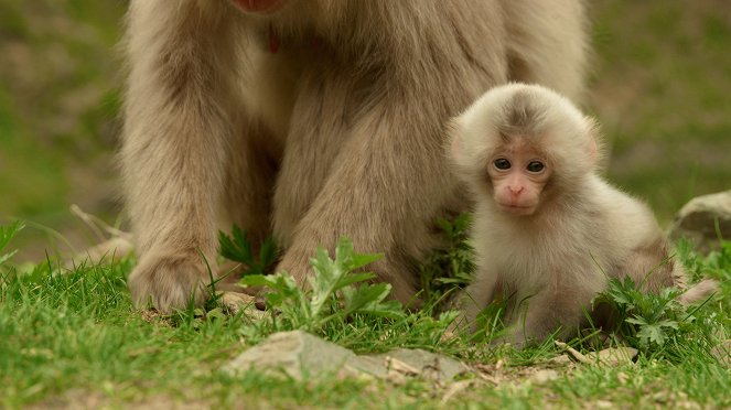 Destination Wild - Do filme