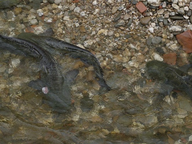 Riesenfische in unseren Flüssen - Filmfotos