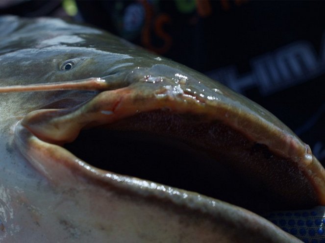 Riesenfische in unseren Flüssen - Filmfotos