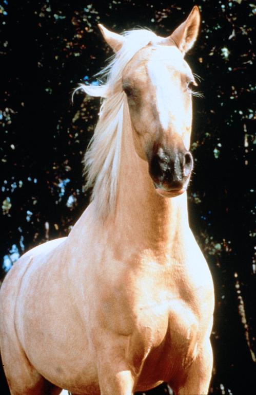 The Silver Brumby - Do filme