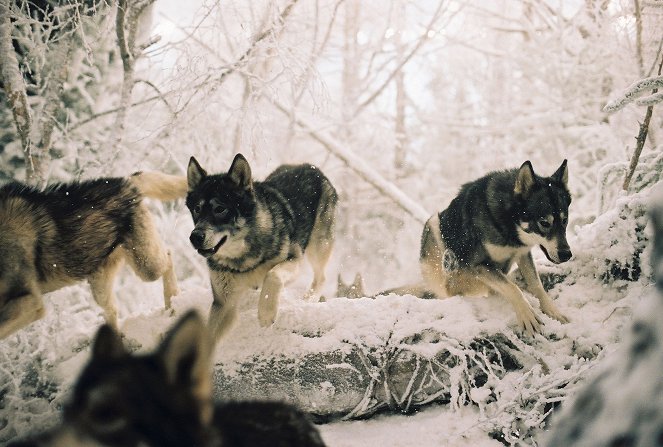 Narnia Krónikái - Az oroszlán, a boszorkány és a ruhásszekrény - Filmfotók