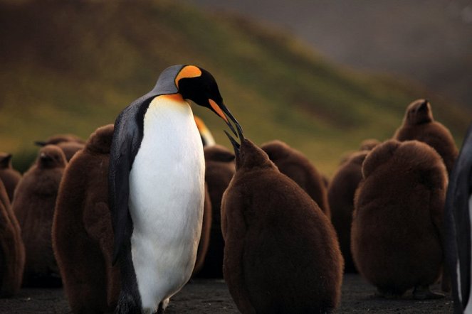 The Penguin King 3D - De la película