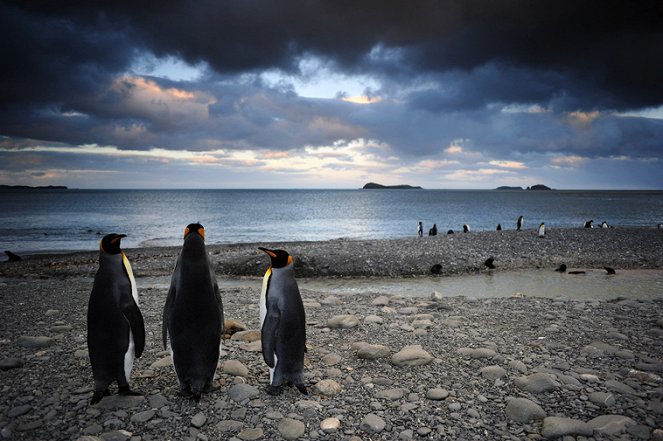 Ein Pinguin kommt selten allein - Filmfotos