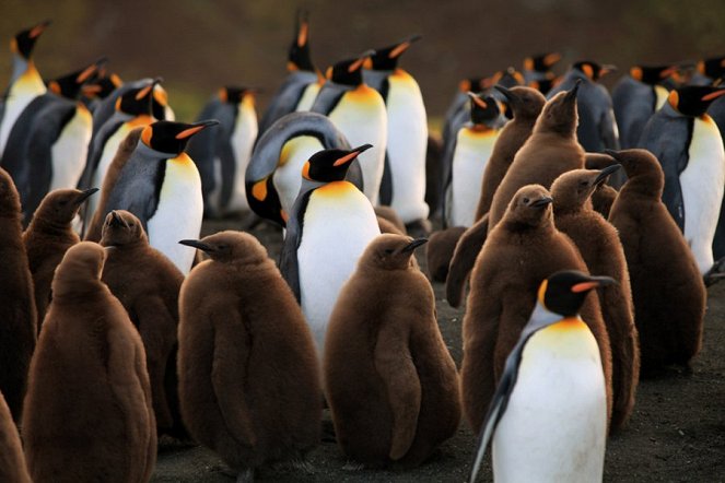 A Pingvinkirály - Filmfotók