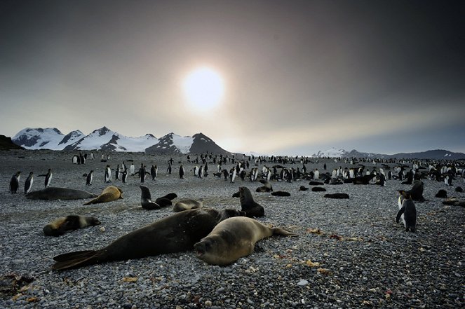 David Attenborough: Příběh tučňáka - Z filmu