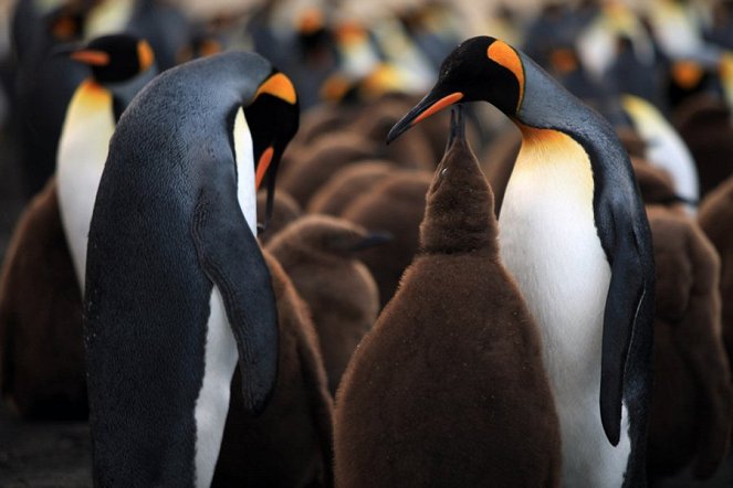 The Penguin King 3D - Van film