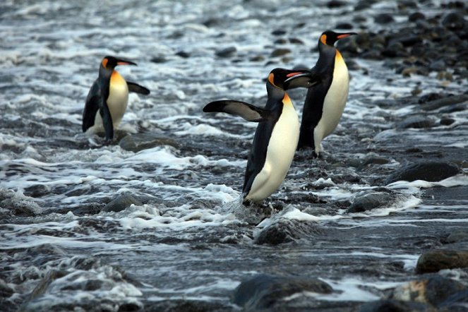 A Pingvinkirály - Filmfotók