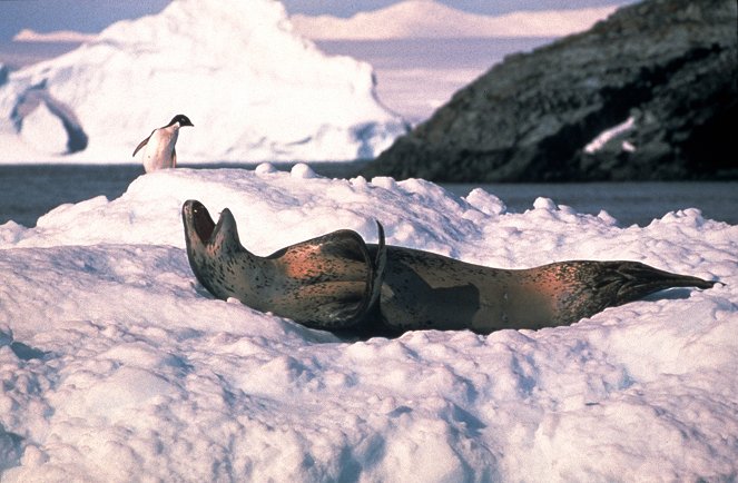 Leopard Seals: Lords of the Ice - Z filmu