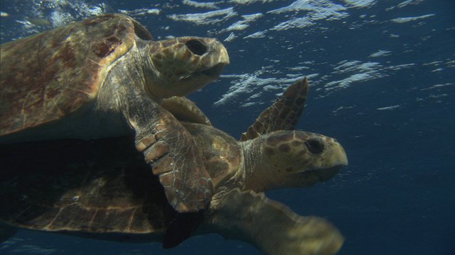 Tortuga - Die unglaubliche Reise der Meeresschildkröte - Filmfotos