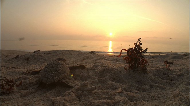Turtle: The Incredible Journey - Kuvat elokuvasta