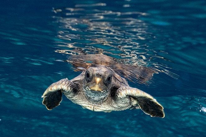 Tortuga - Die unglaubliche Reise der Meeresschildkröte - Filmfotos