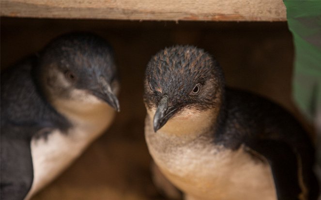 Pingvinmentő őrjárat - Filmfotók