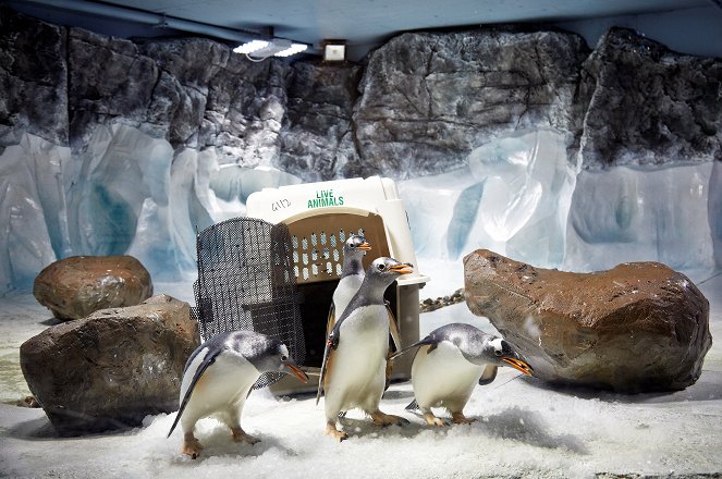 Penguins on a Plane: Great Animal Moves - Photos