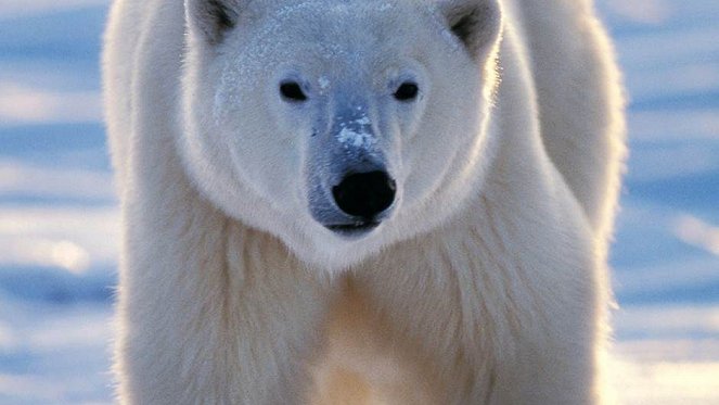 Les Métamorphoses de l'ours polaire - Do filme