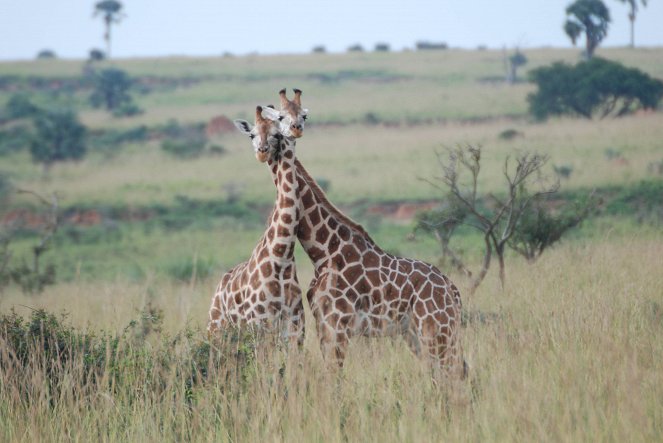 Giraffen - Giganten hautnah - Filmfotos