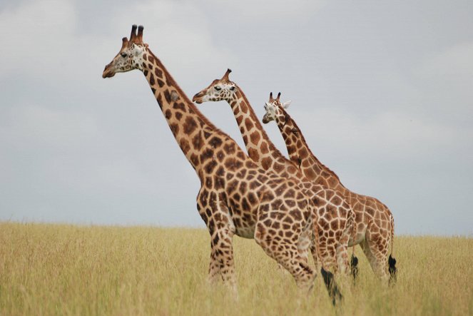 Giraffe – Up high and personal - Photos