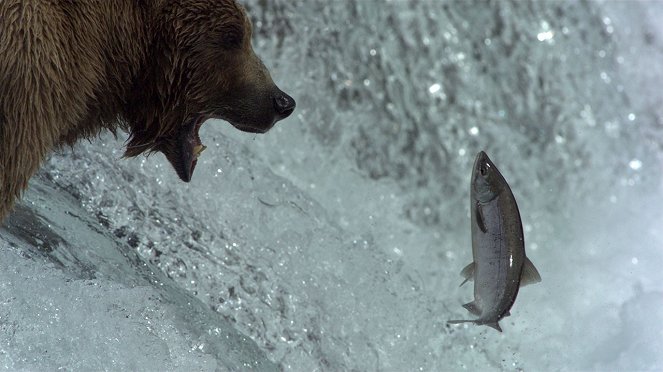 Grizzly-birodalom - Filmfotók