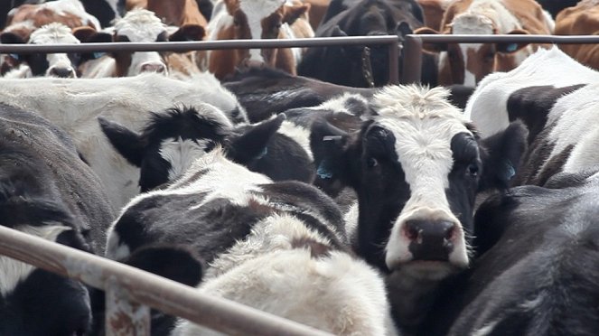 Cowspiracy – A fenntarthatóság titka - Filmfotók
